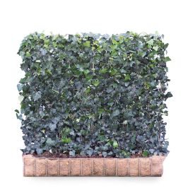 Hedera helix Woerner Screen 100cm high x 120cm wide