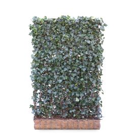 Ivy screen (Hedera helix 'Woerner') 180cm high 120cm wide