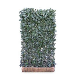 Ivy screen (Hedera helix 'Woerner') 200cm high 120cm wide