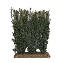 English Yew Easy Hedge Element 120cm high x 100cm wide