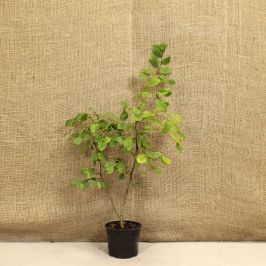 Hornbeam (Carpinus betulus) 40/60cm 2L pot
