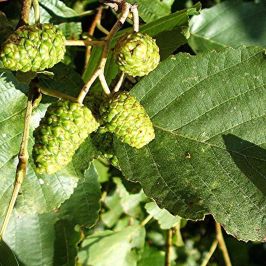 Alnus glutinosa catkins and foliage