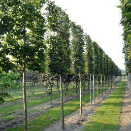 Beech Mature Pleached Tree 200cm Clear Stem