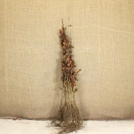 Beech Bare Root Bundle 90/120cm 