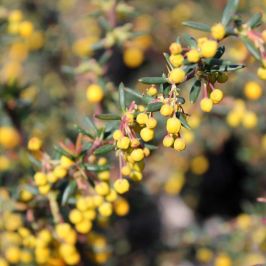 Berberis x stenophylla buds