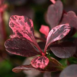 Berberis thunbergii Rose Glow leaf close up