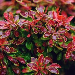 Berberis thunbergii 'Admiration' 2L Pot