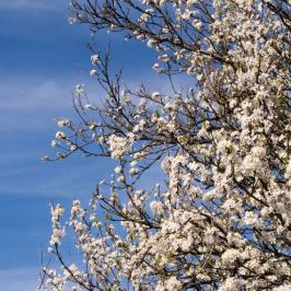 Blackthorn (Prunus Spinosa) hedging