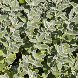 Brachyglottis Senecio 'Sunshine' hedging