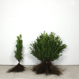 Box 30/40cm bare root single and bundle