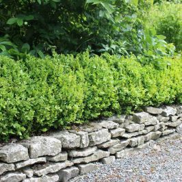 Box hedging border