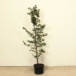 Hornbeam 90/120cm 5L pot