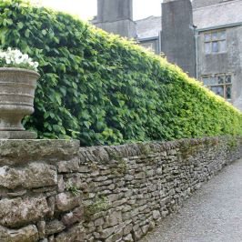Hornbeam hedge