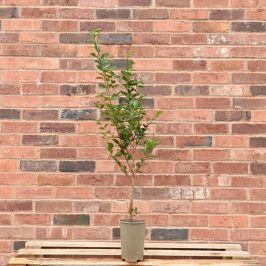 Common Privet 60/90cm 2L pot