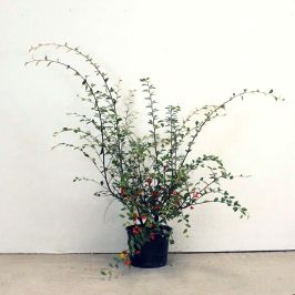 Franchet's Cotoneaster 60/90cm 4L pot