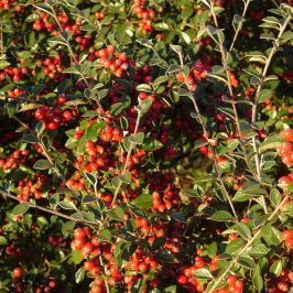 Cotoneaster lacteus Hedge