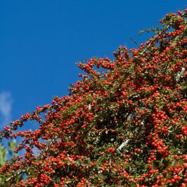 Franchets Cotoneaster hedging