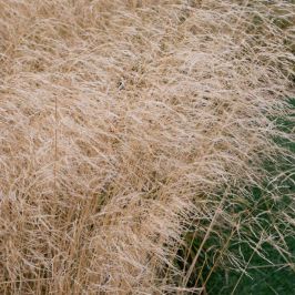 Deschampsia cespitosa Goldtau Grass 1