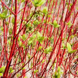 Cornus alba hedging