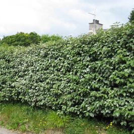 Elaeagnus x ebbingei hedge