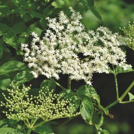 Elder Hedge in Flower