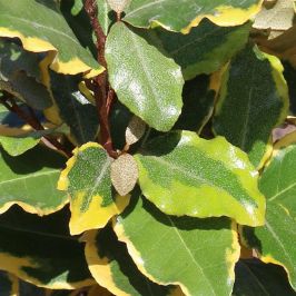 Elaeagnus 'Viveleg' 3L Pot