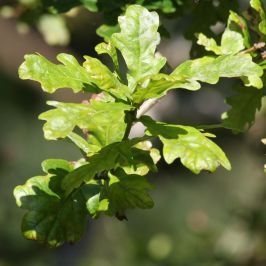 English Oak (Quercus robur) Leaf