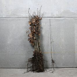 English Oak 60/90cm bare root