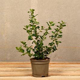 White Escallonia 20/30cm 2L pot