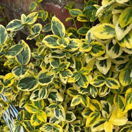 Euonymus fortunei 'Emerald 'n' Gold' foliage
