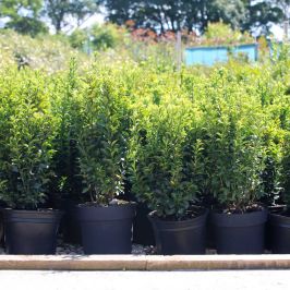 Euonymus japonicus 'Jean Hugues' pot grown