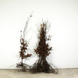 Purple Beech 120/150cm bare root single and bundle