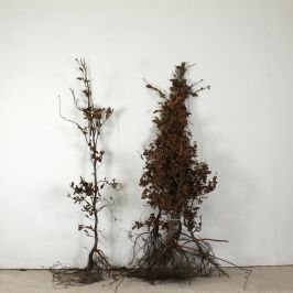 Beech 150/180cm bare root single and bundle