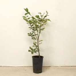 Beech 40/60cm 2L pot