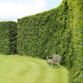 Beech hedge plants - hedge in summer