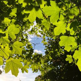 Field Maple hedge plants
