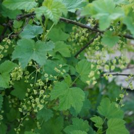 Ribes sanguineum 'King Edward VII' hedge plants