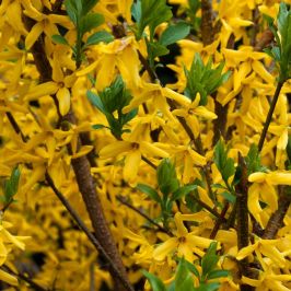 Forsythia Flowers and Stems