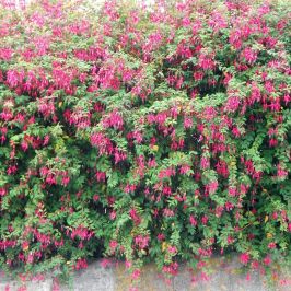 Hardy Fuchsia shrubs