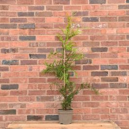 Golden Leylandii 90/120cm 5L pot