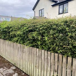 Hawthorn full hedge behind fence