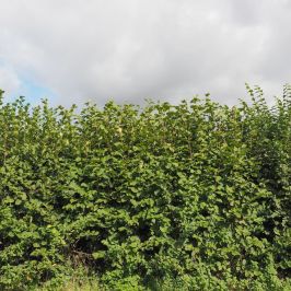 Hazel hedgerow
