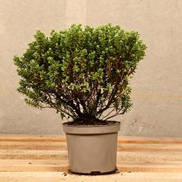 Hebe Sutherlandii 10 20 2L Pot