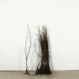 Sea Buckthorn 40/60cm bare root single and bundle