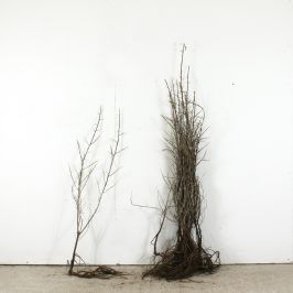 Sea Buckthorn 60/90cm bare root single and bundle