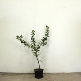 English Holly 40/60cm 2L pot