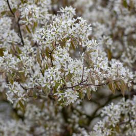 Amelanchier canadensis hedging