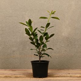 Laurel Etna 20/40cm 2L pot