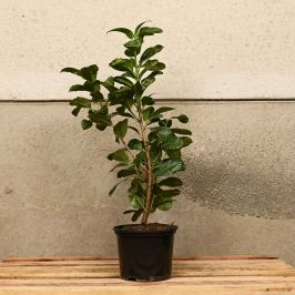 Laurel Etna 40/60cm 5L pot