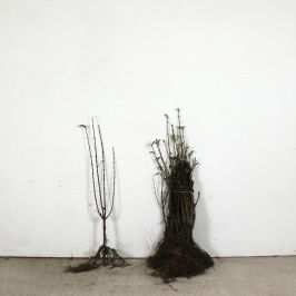 (Ligustrum ovalifolium) Privet 30/40cm bare root